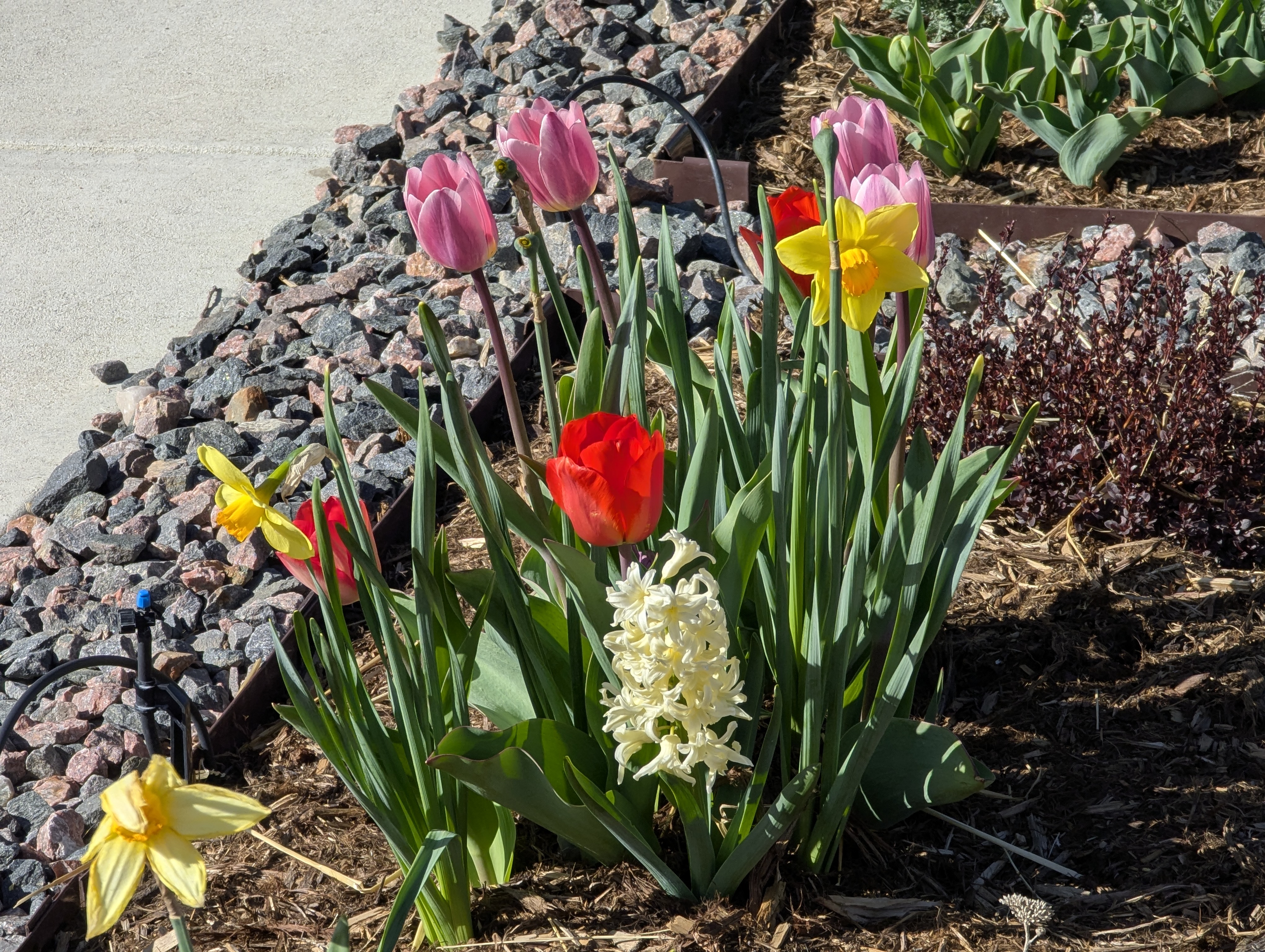 Garden, Flowers, Morrison, Colorado